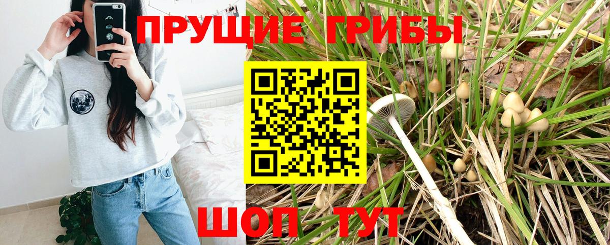 Псилоцибиновые грибы Psilocybine cubensis Великий Новгород